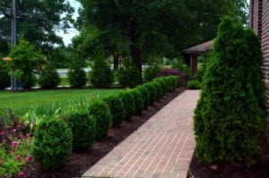 arborvitae evergreens stay lush through winter. Here they are shown lining a small flowerbed