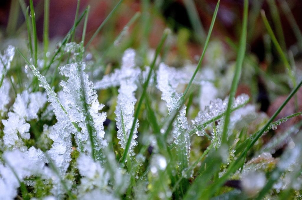Snow and ice coat a thick layer of bright green grass