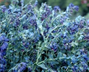 silver honeywort blooms deep purple leaves that look great through winter