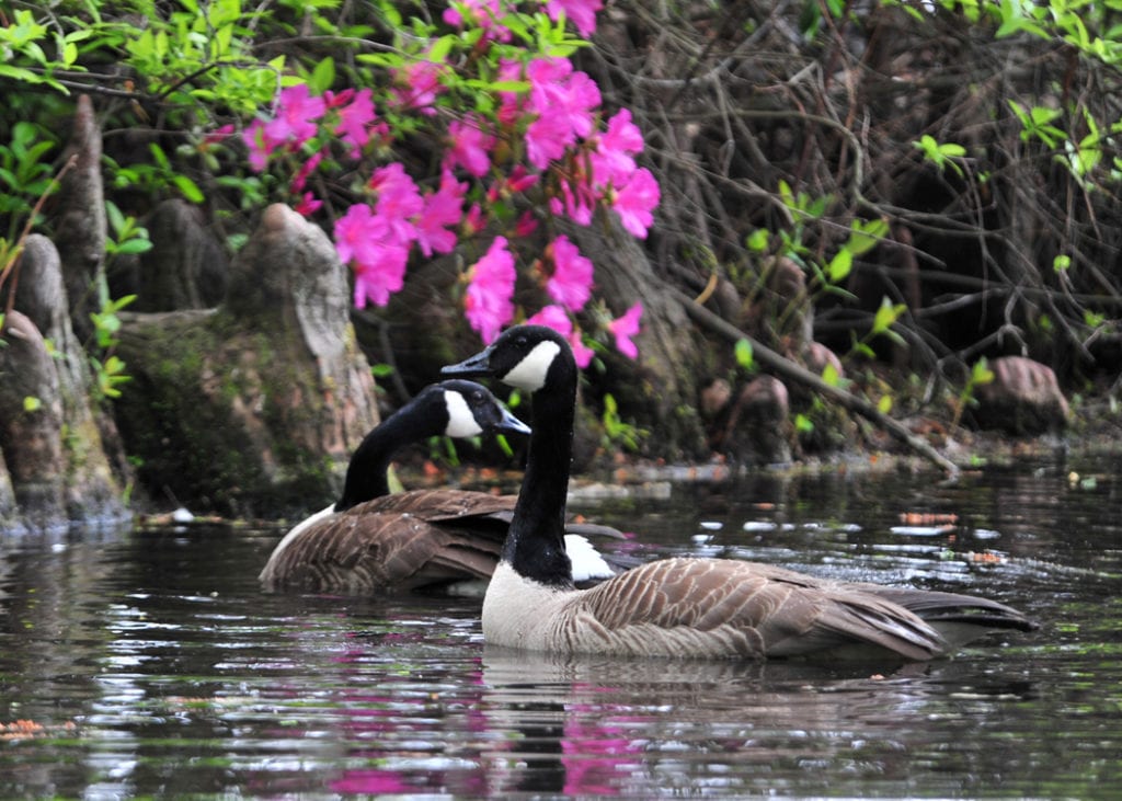 Swans swim in a lake with beautiful pink flowers in the background